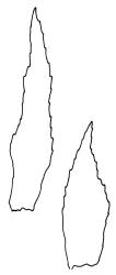 Cratoneuron filicinum, paraphyllia. Drawn from G.O.K. Sainsbury s.n., 26 Dec. 1950, WELT M013626.
 Image: R.C. Wagstaff © Landcare Research 2014 